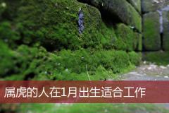 属虎的人在1月出生适合工作