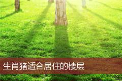 生肖猪适合居住的楼层